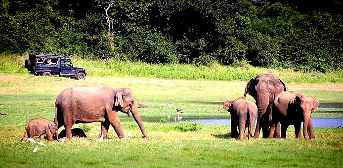 Safari image ,Elephant ,Safari jeep